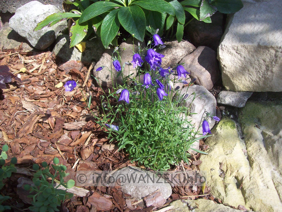 Campanula pusilla 03.JPG